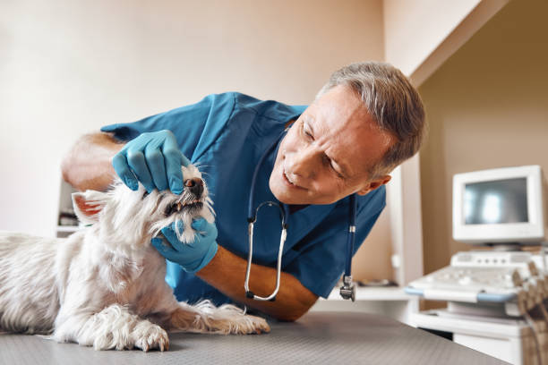 Best Emergency Root Canal Treatment in South Bay, FL